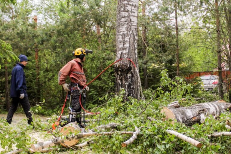 How Much Does Tree Removal Cost in North Olmsted, OH?